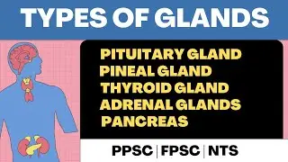Endocrine System| Types of Glands in human body and their functions | MS GK | Sir Sufyan