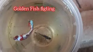 Golden Fish Figting each other | Khmer Culture