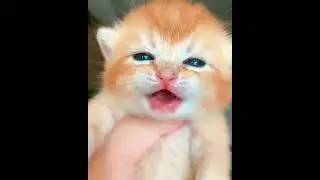cute baby cat crying videos | OMG So Cute Cats &hearts; Best Funny Cat Videos #09