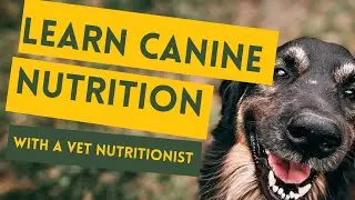 Canine nutrition course in 5 minutes - take your dog's health into your own hands