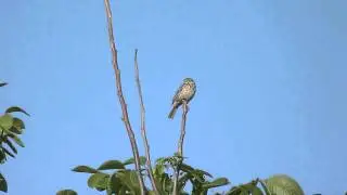 Vocalizing Corn Bunting (Emberiza calandra)
