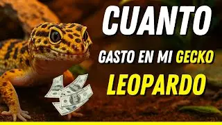 ¿Cuánto cuesta cuidar un gecko leopardo?