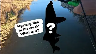 Mystery Fish In The Creek + Bass Action!