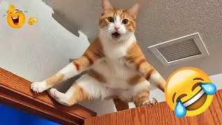 Funny ANIMALS Clip🙈 | Most Funny animals video 2026 🧙 #funny_videos #funny_animals #animals