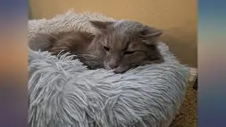 BODISEINT Modern Soft Plush Round Pet Bed for Cats or Small Dogs, Mini Medium Sized review