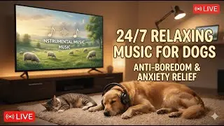 24/7 Relaxing Music for Dogs TV 📺 Anti-Boredom & Anxiety Relief While You Work