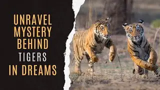 🐯Tiger Dream Dictionary | Tiger Symbolism | Symbolic Meaning Of Tiger Dream