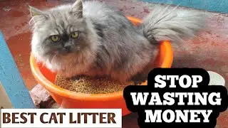 Alternative Cheap Cat Litter Which Works Perfectly