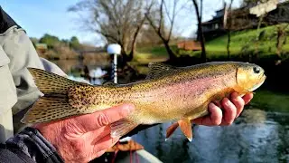 Clinch River Trout Fishing | Catching the Prettiest Fish in Freshwater
