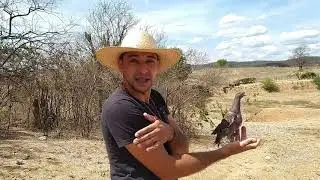fui soltar asa branca e veja o que aconteceu quando soltei ela sertão🌵 Brasil Serra talhada PE