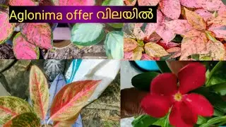 Aglonima  offer sale , ചെടികൾ  വിലക്കുറവിൽ con:9746866044#garden .