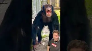 Не связывайтесь с шимпанзе