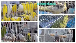 PETS MARKET🐰🐇🐤🐦🦜/EVERY FRIDAY MORNING/SEIKO DAMMAM  SAUDI ARABIA/BIRDS AND ANIMAL'S AND PETS FOOD😊