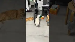 How To #train #cat #sisters #play #catshorts #shortvideo #shorts