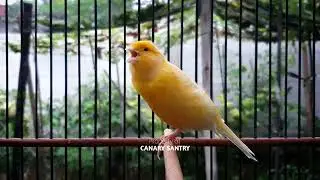 УДИВИТЕЛЬНО❗ Ваша птица оживится и ответит.