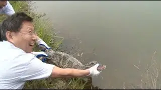 East China Releases 120 Yangtze Alligators to Nature