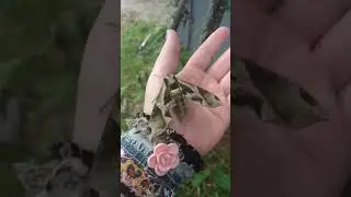 Moth visit during the eclipse.