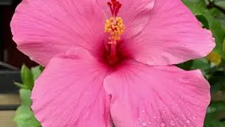 Urdu Poetry Contemporary: Shikwa waba e Corona (Zeba Poetry)