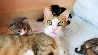 Rescued mother cat thanks me for changing the bed of her 5 newborn kittens
