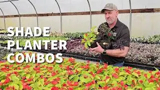 Plant your own custom shade basket combos: here's how! || Bauman's Farm & Garden