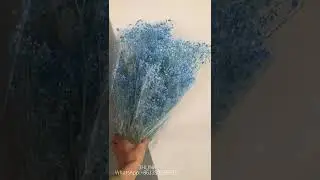 Million star flowers in many colors!