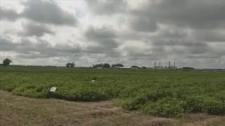 University of Florida hosts annual peanut field day in Jackson County