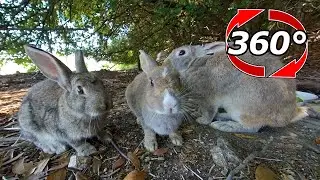 【Video 360】Conejos de padre, madre e hijo.