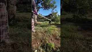 Durian Tree Care: Essential Weed & Leaf Removal for Disease Control and Fertilization