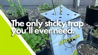 The only traps you'll ever need - Sticky lid - block fungus gnats 100%