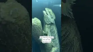 Cute bearded dragon🤣 #shorts #cute #funny