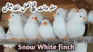 Snow White Finch Breeding Tips & Male Female Differences | Snow White Zebra Finch Price, Sound, Care
