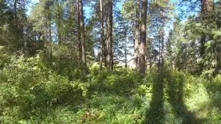 Virtual Ecology