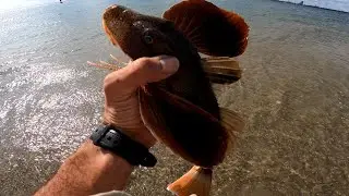 The Glorious Summer Sea Robin with Cut Clam Baits