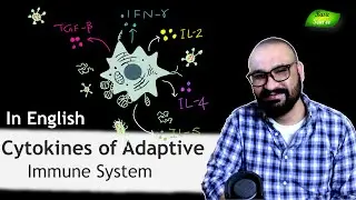 Cytokines of Adaptive Immunity | IL-2 | IL-4 | IL-5 | TGF-&beta; | INF- &gamma; | Basic Science Series