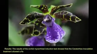 Effectiveness Test of Orchid Mycorrhizal Isolate (Ceratorhiza and Trichoderma) Indonesia