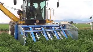Mechanical harvest green chili Peppers . ELAD ETGAR