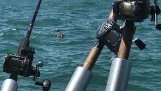Huge Lake Erie Walleye Trolling