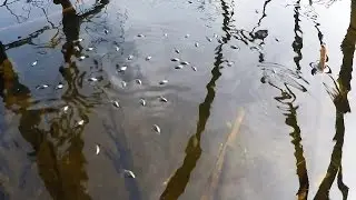 Krętak - Whirligig beetle (Gyrinus substriatus)