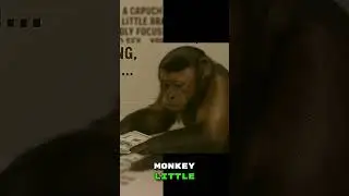 Monkeys and Money: A Surprising Economic Experiment #shorts