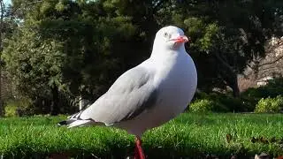 Red-Billed Gulls (Chroicocephalus novaehollandiae scopulinus) at the Dunedin Botanic Gardens