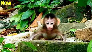 Congratulation! Newborn Brady Could Stand So Comfortable On The Ston In The Jungle.