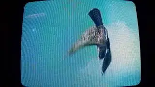 Rare Villain Defeats: Falcon