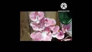 MOST SATISFYING BEAUTIFUL FLOWERS FOR ALL OCCASIONS