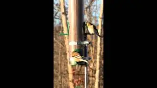 Bird Feeder Hijinx