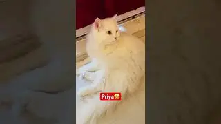 Cat breakup #shorts #shortvideo #cat #catlovers #kitten #pets #animals #funny #comedy #viralvideo