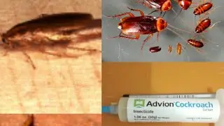 Самое лучшее средство от ТАРАКАНОВ Advion Cockroach быстро и эффективно избавит вас от тараканов