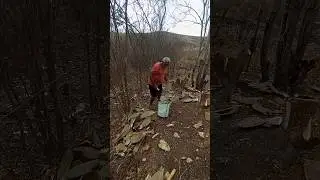 meu pai cortando Palma para alimentar as vacas🐄🐄