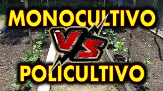 Monocultivo VS policultivo
