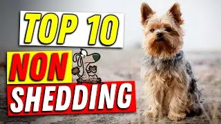 Top 10 Non Shedding Dog Breeds: The Ultimate Guide