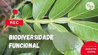 MANEJO ECOLÓGICO DE PRAGAS | 4 pontos importantes para o Controle Biológico Conservativo.